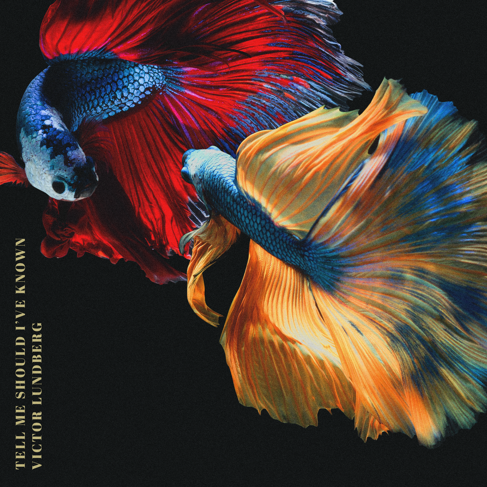 Tell Me Should I’ve Known (Instrumental Version)