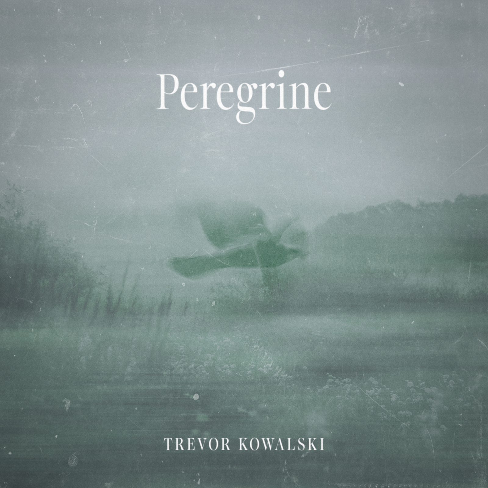 Peregrine